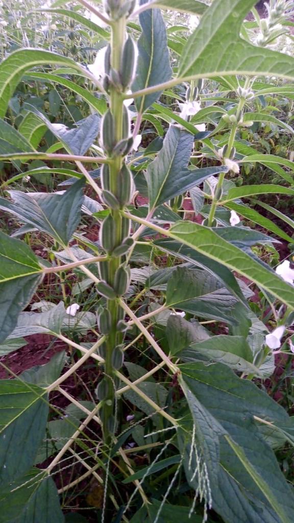 WhatsApp Image 2020-12-07 at 16.56.56 (2).jpeg