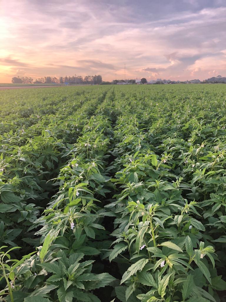 WhatsApp Image 2020-12-07 at 16.56.55.jpeg